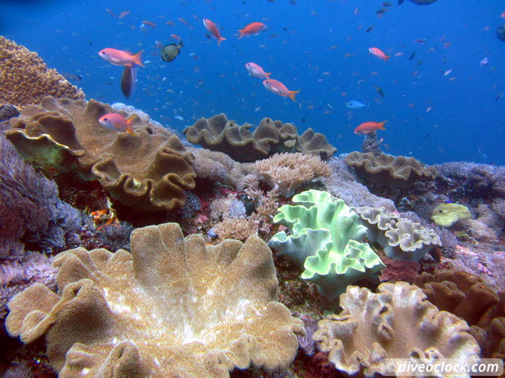Nusa Penida SCUBA Diving with Manta Rays and Mola Molas Bali Indonesia  Bali Nusa Penida 30