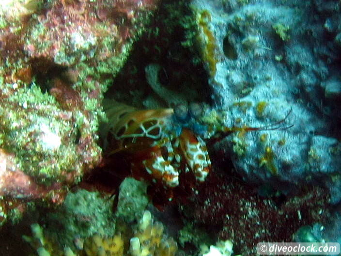 Nusa Penida SCUBA Diving with Manta Rays and Mola Molas Bali Indonesia  Bali Nusa Penida 36