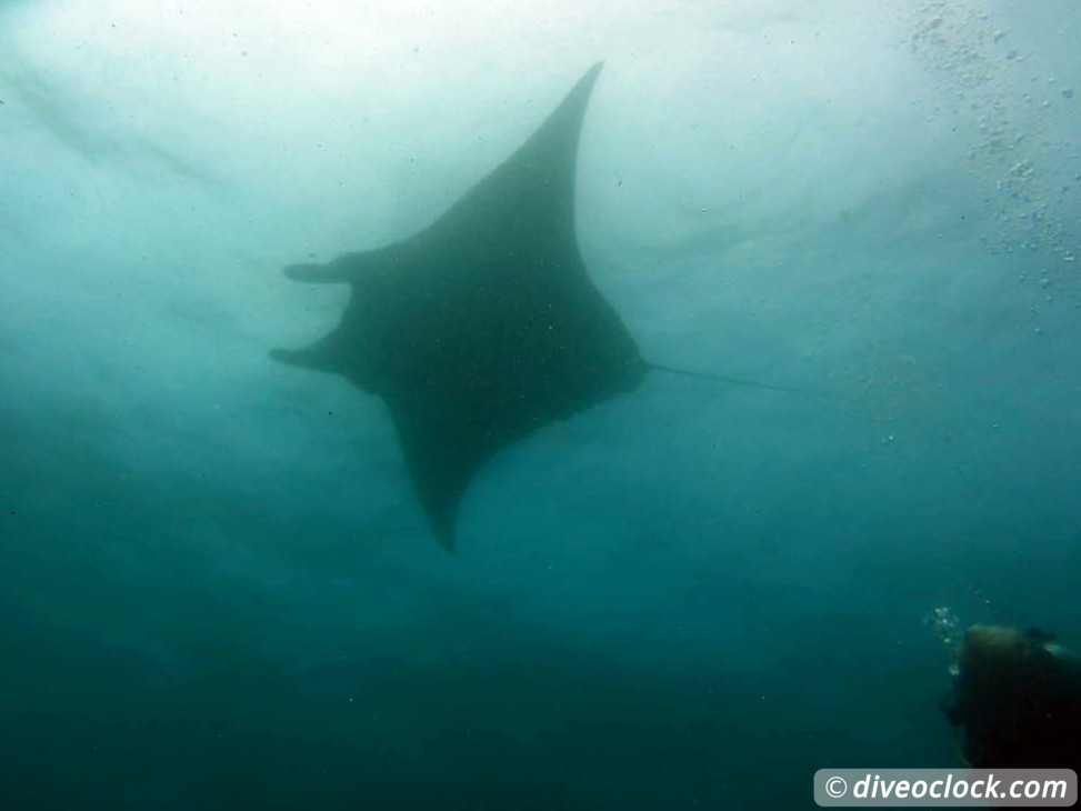 Nusa Penida SCUBA Diving with Manta Rays and Mola Molas Bali Indonesia  Bali Nusa Penida 39