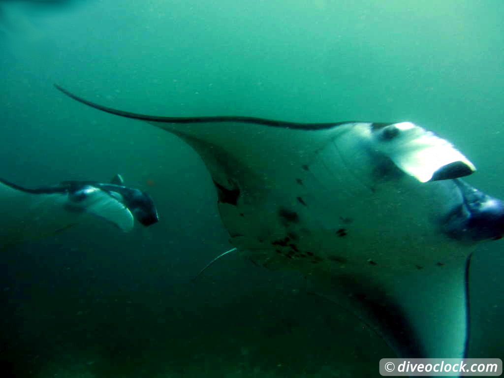 Nusa Penida SCUBA Diving with Manta Rays and Mola Molas Bali Indonesia  Bali Nusa Penida 44