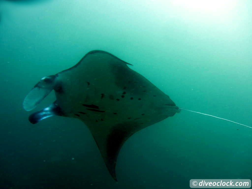 Nusa Penida SCUBA Diving with Manta Rays and Mola Molas Bali Indonesia  Bali Nusa Penida 45