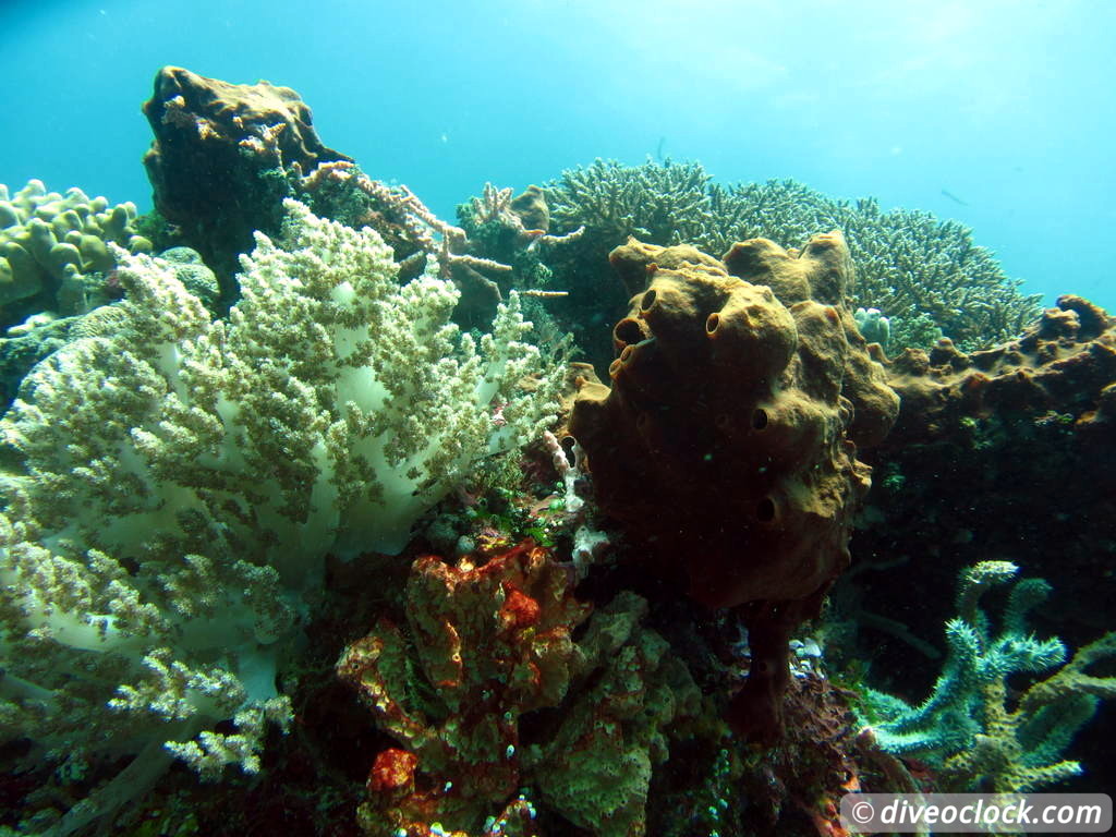 Nusa Penida SCUBA Diving with Manta Rays and Mola Molas Bali Indonesia  Bali Nusa Penida 49
