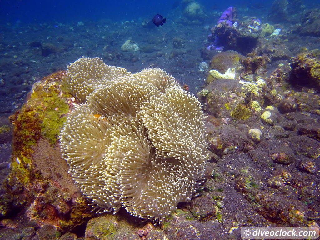 Tulamben Diving the Famous Liberty Wreck on Bali Indonesia  Bali Tulamben 1