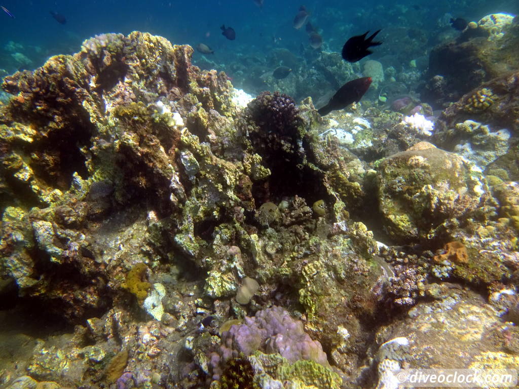 Tulamben Diving the Famous Liberty Wreck on Bali Indonesia  Bali Tulamben 10