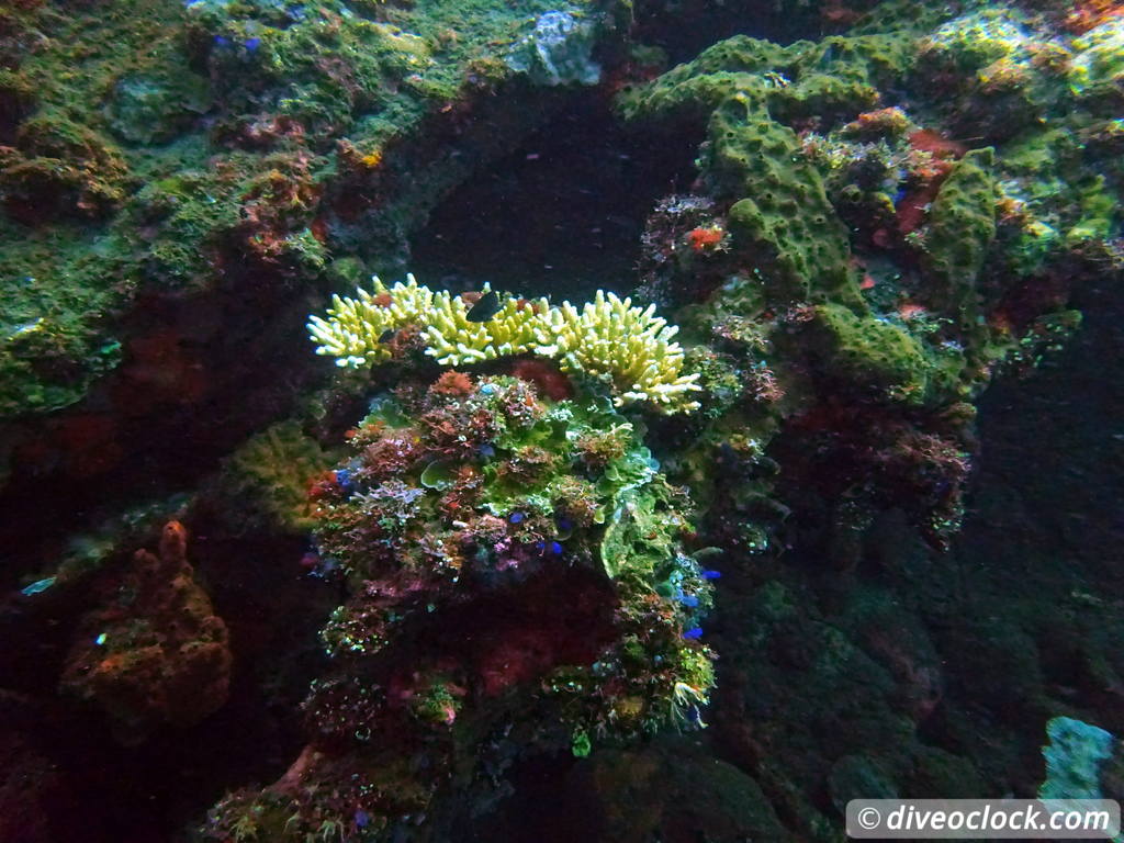 Tulamben Diving the Famous Liberty Wreck on Bali Indonesia  Bali Tulamben 21