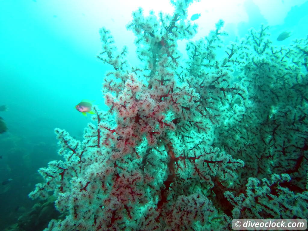 Tulamben Diving the Famous Liberty Wreck on Bali Indonesia  Bali Tulamben 24