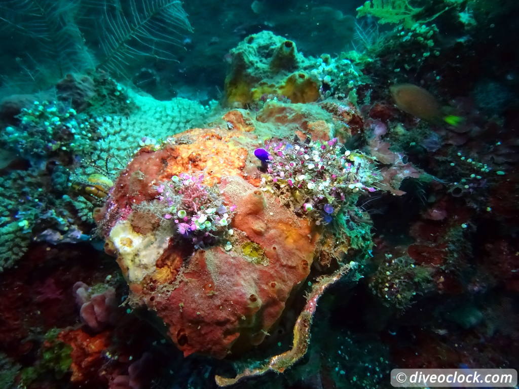 Tulamben Diving the Famous Liberty Wreck on Bali Indonesia  Bali Tulamben 29