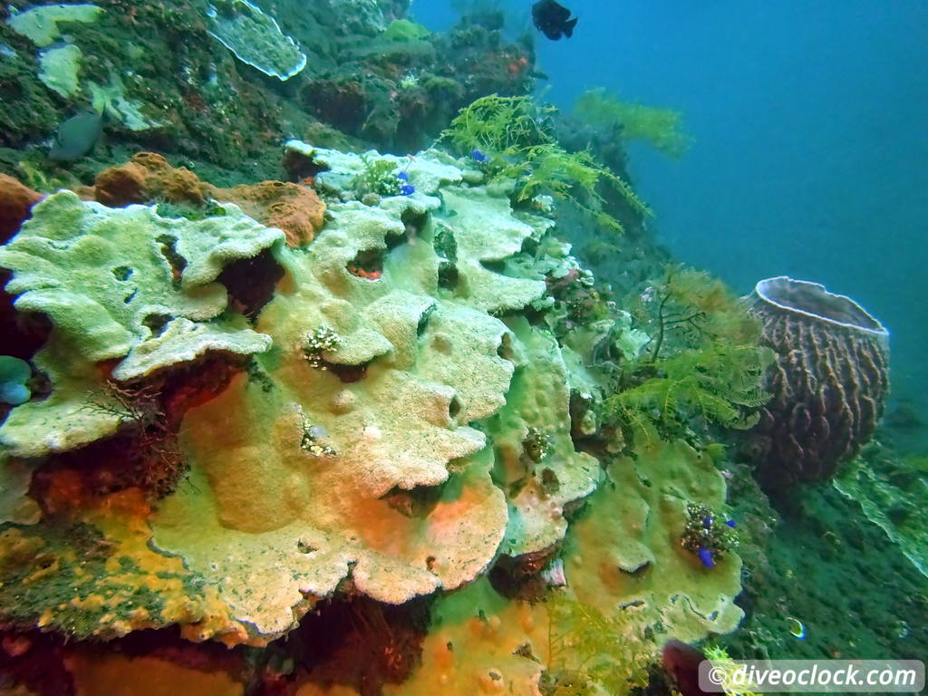 Tulamben Diving the Famous Liberty Wreck on Bali Indonesia  Bali Tulamben 35