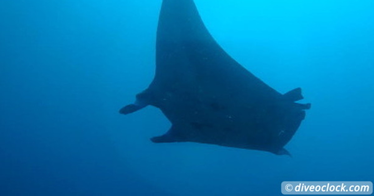 Nusa Penida SCUBA Diving with Manta Rays and Mola Molas Bali Indonesia   Asia Indonesia Komodo 