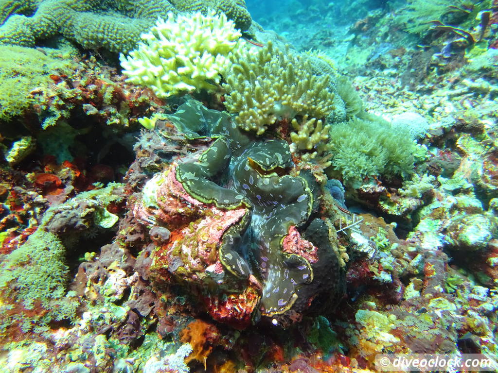 Komodo The Best Dive Sites from Labuan Bajo Flores Indonesia  Indonesia Komodo Diveoclock 14