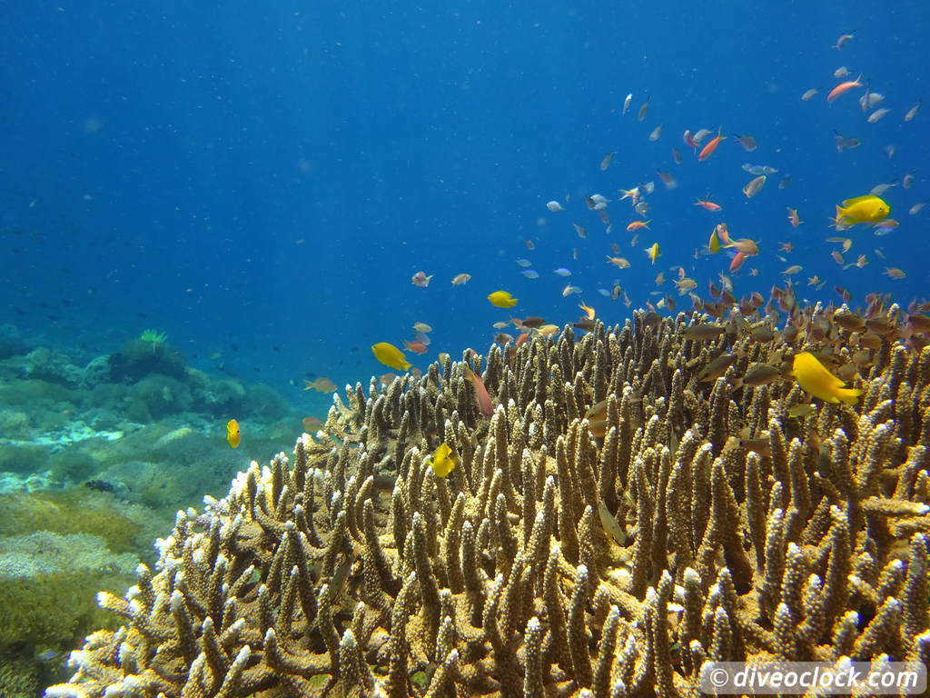 Komodo The Best Dive Sites from Labuan Bajo Flores Indonesia  Indonesia Komodo Diveoclock 19