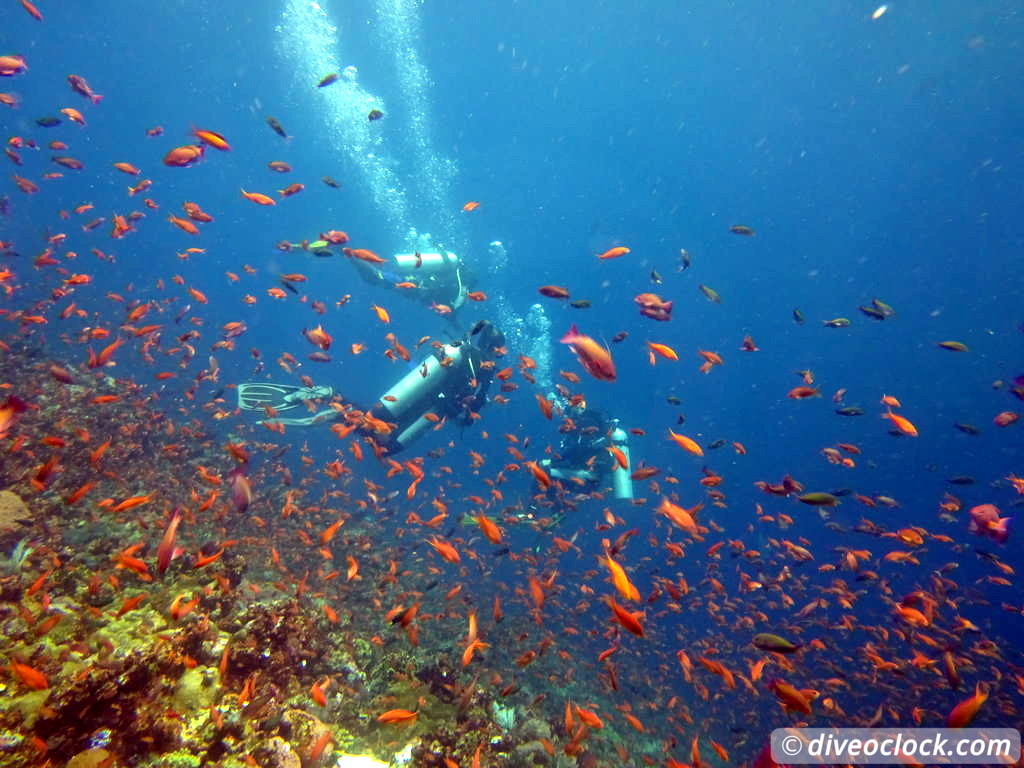Komodo The Best Dive Sites from Labuan Bajo Flores Indonesia  Indonesia Komodo Diveoclock 27