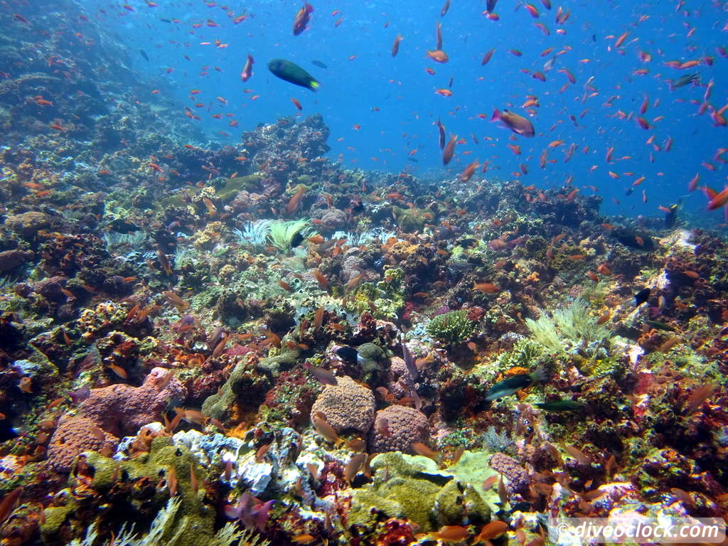 Komodo The Best Dive Sites from Labuan Bajo Flores Indonesia  Indonesia Komodo Diveoclock 28