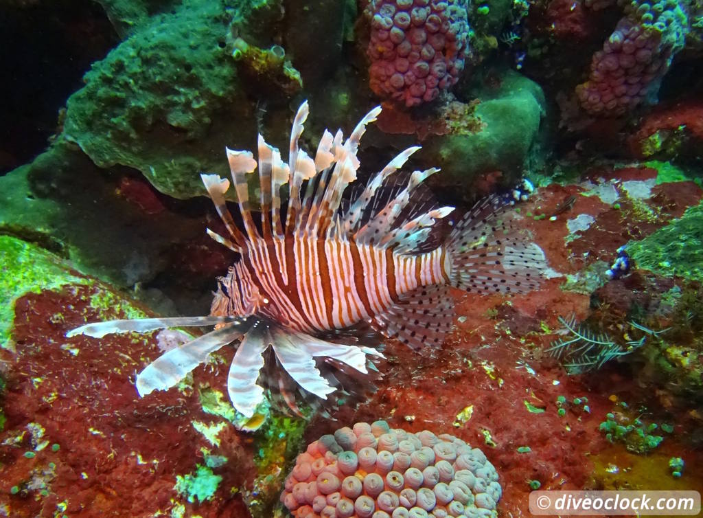 Komodo The Best Dive Sites from Labuan Bajo Flores Indonesia  Indonesia Komodo Diveoclock 32