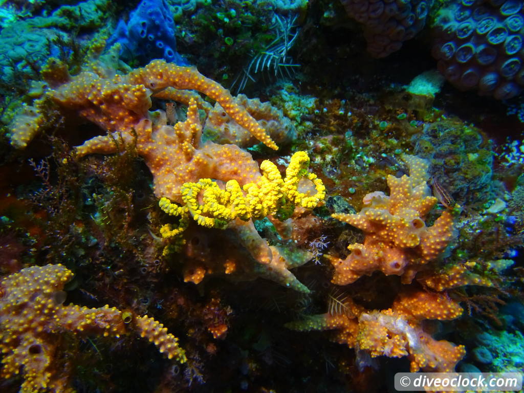 Komodo The Best Dive Sites from Labuan Bajo Flores Indonesia  Indonesia Komodo Diveoclock 36