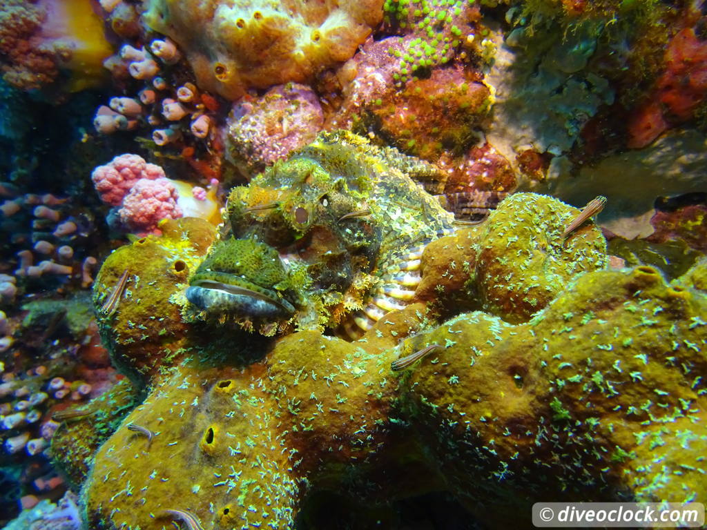 Komodo The Best Dive Sites from Labuan Bajo Flores Indonesia  Indonesia Komodo Diveoclock 38