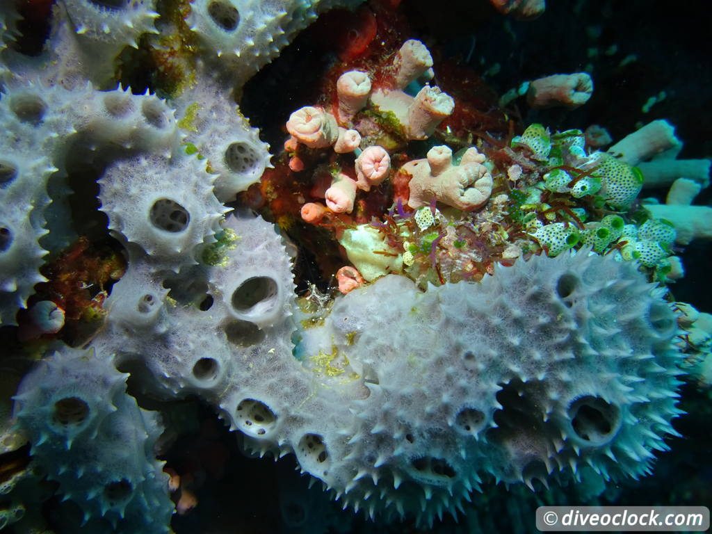 Komodo - The Best Dive Sites from Labuan Bajo (Flores, Indonesia ...