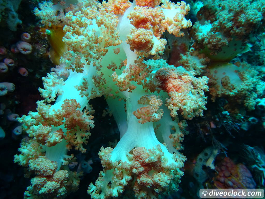 Komodo The Best Dive Sites from Labuan Bajo Flores Indonesia  Indonesia Komodo Diveoclock 41
