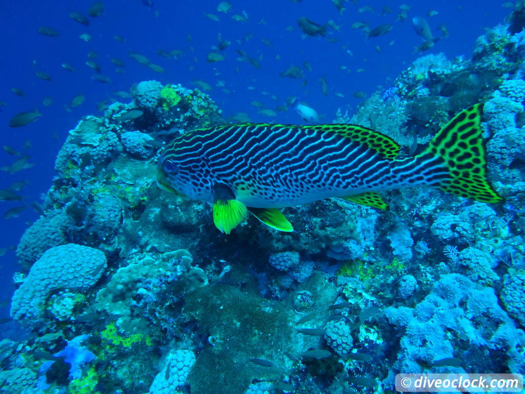 Komodo The Best Dive Sites from Labuan Bajo Flores Indonesia  Indonesia Komodo Diveoclock 42