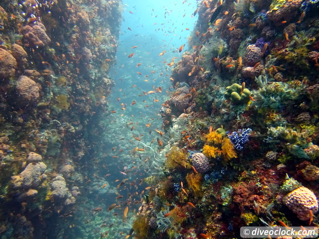 Komodo The Best Dive Sites from Labuan Bajo Flores Indonesia  Indonesia Komodo Diveoclock 44
