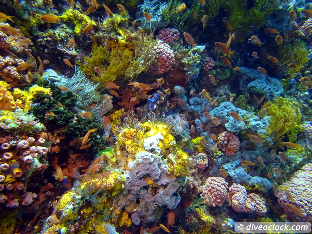 Komodo The Best Dive Sites from Labuan Bajo Flores Indonesia  Indonesia Komodo Diveoclock 45