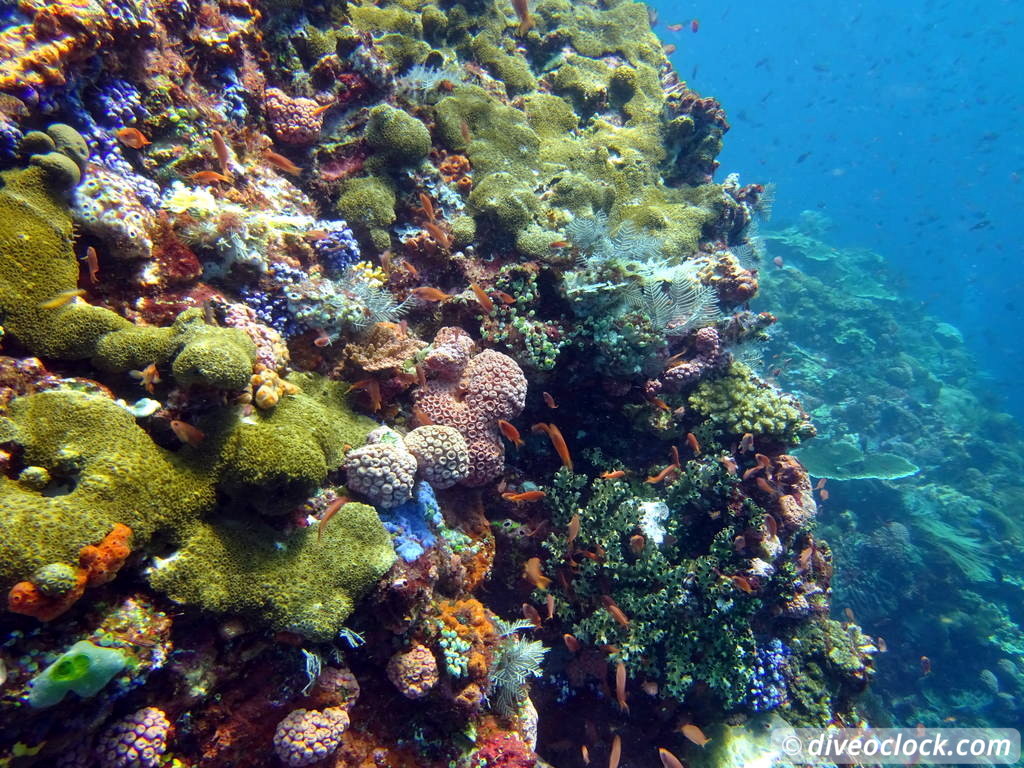 Komodo The Best Dive Sites from Labuan Bajo Flores Indonesia  Indonesia Komodo Diveoclock 47