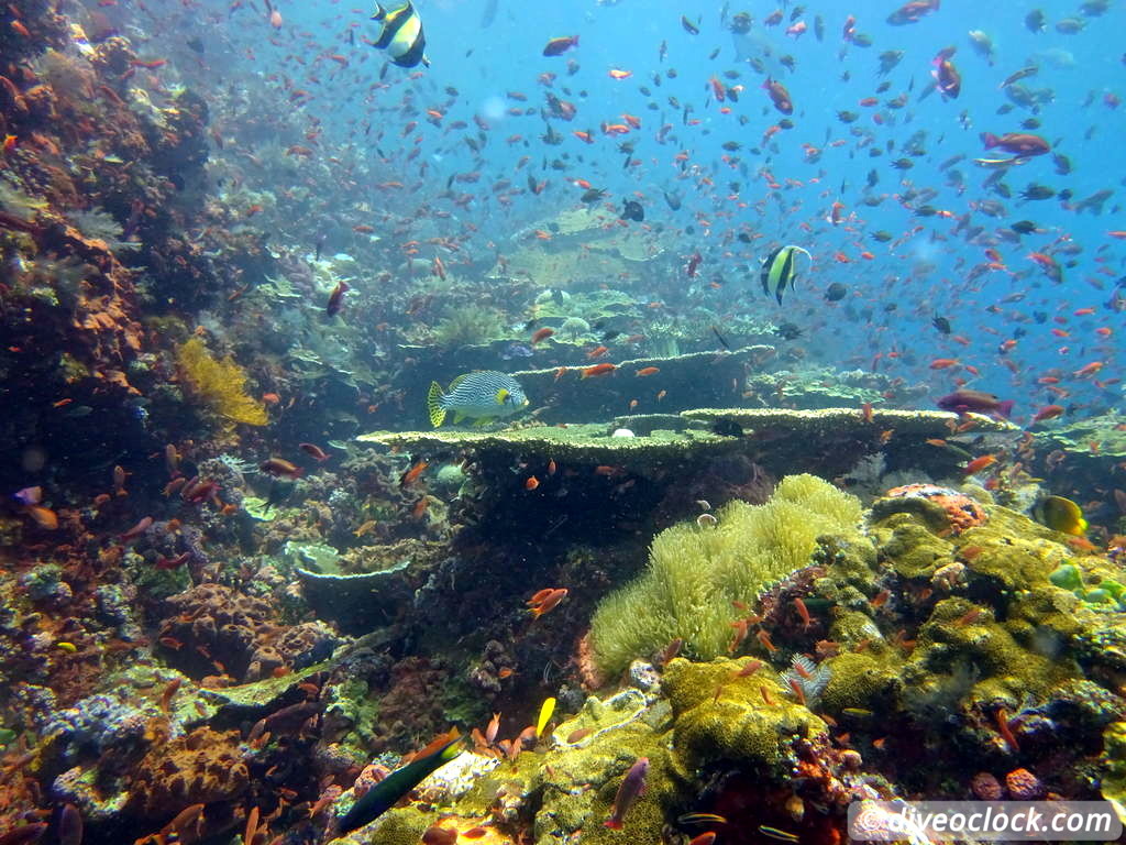 Komodo The Best Dive Sites from Labuan Bajo Flores Indonesia  Indonesia Komodo Diveoclock 49