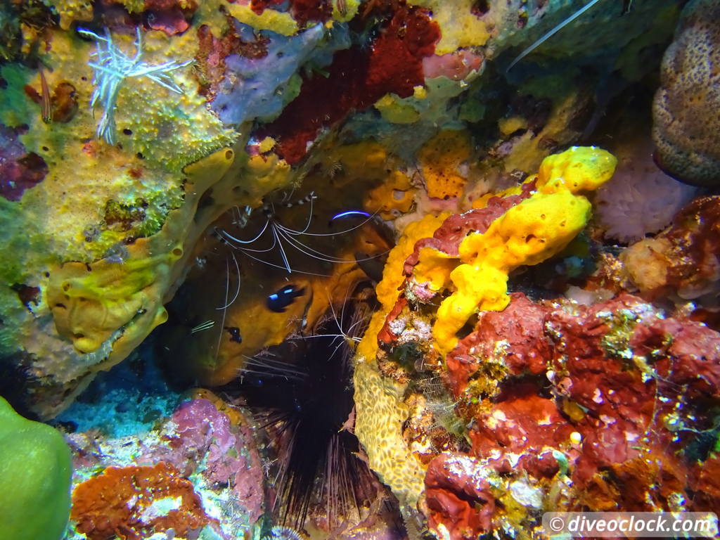 Komodo The Best Dive Sites from Labuan Bajo Flores Indonesia  Indonesia Komodo Diveoclock 5