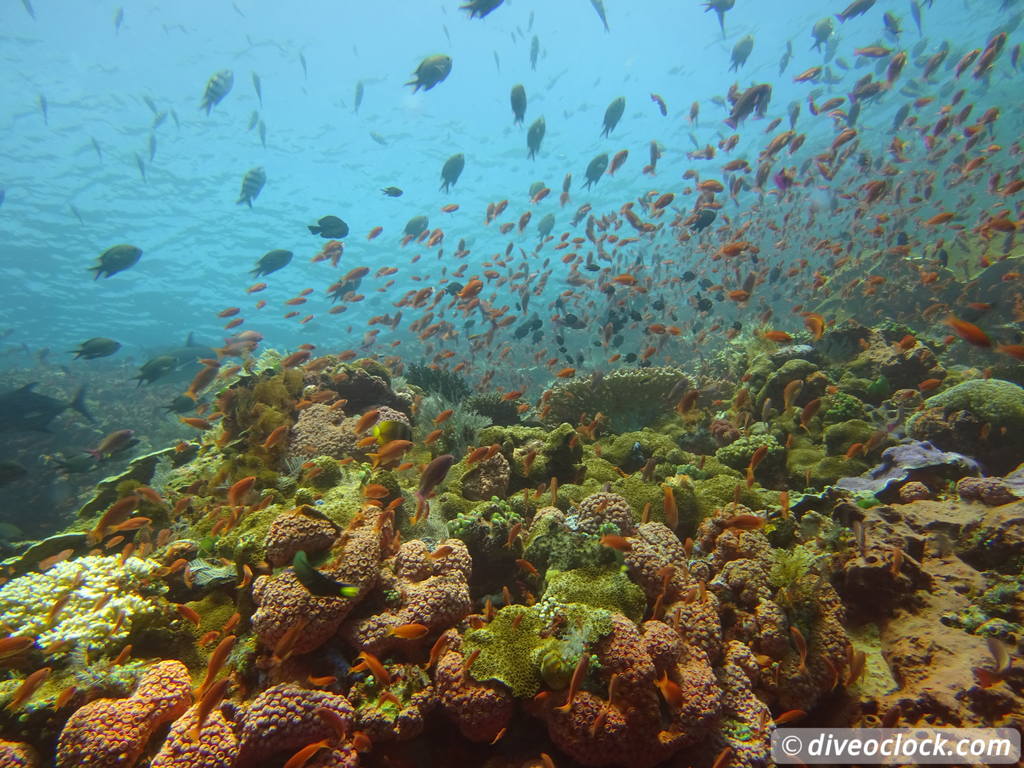 Komodo The Best Dive Sites from Labuan Bajo Flores Indonesia  Indonesia Komodo Diveoclock 51