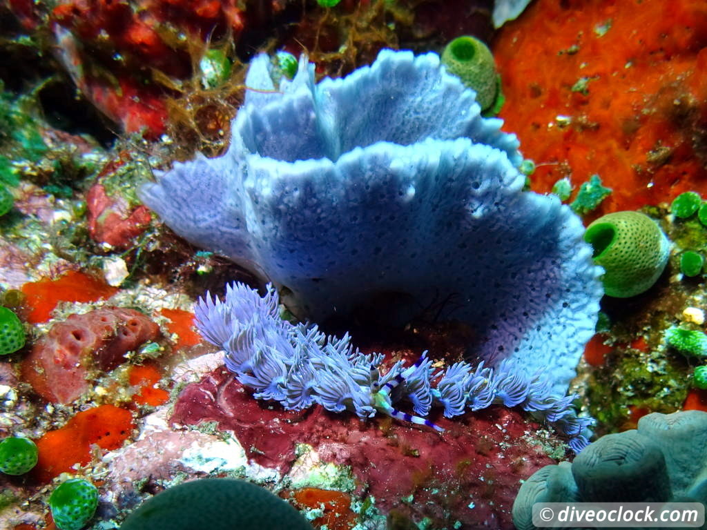 Komodo The Best Dive Sites from Labuan Bajo Flores Indonesia  Indonesia Komodo Diveoclock 55