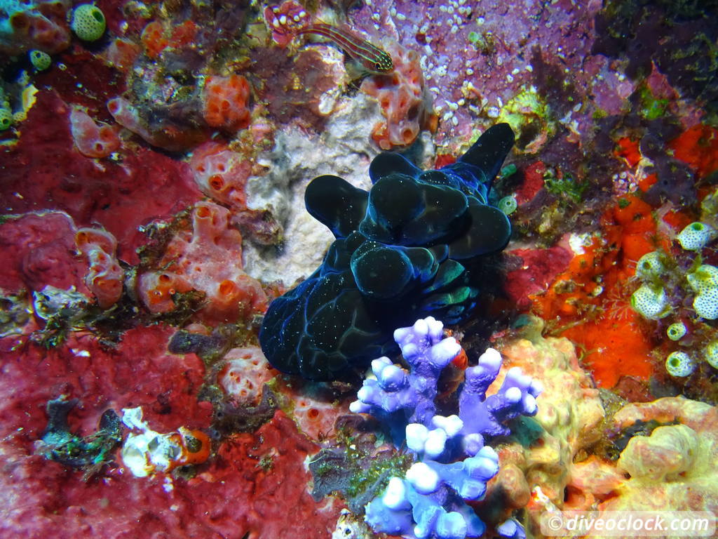 Komodo The Best Dive Sites from Labuan Bajo Flores Indonesia  Indonesia Komodo Diveoclock 56