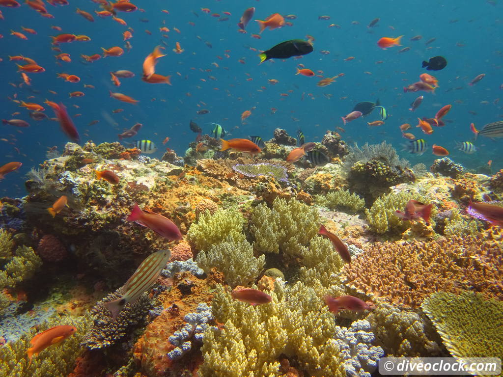 Komodo The Best Dive Sites from Labuan Bajo Flores Indonesia  Indonesia Komodo Diveoclock 59
