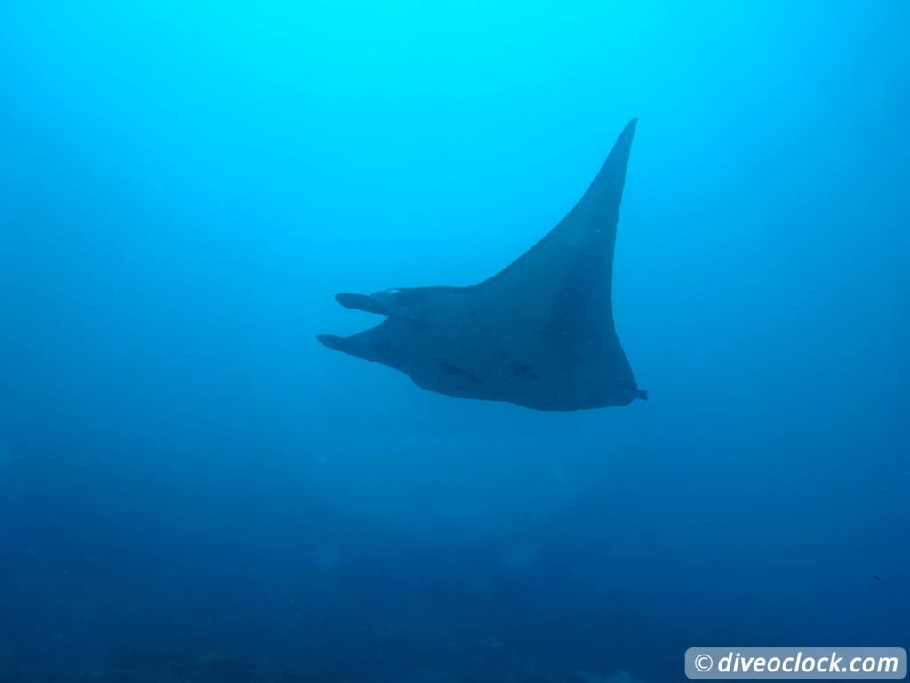 Komodo The Best Dive Sites from Labuan Bajo Flores Indonesia  Indonesia Komodo Diveoclock 60