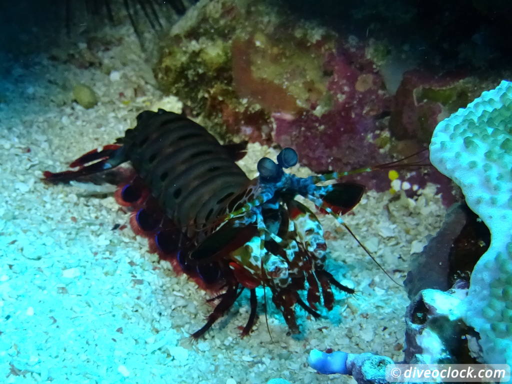 Komodo The Best Dive Sites from Labuan Bajo Flores Indonesia  Indonesia Komodo Diveoclock 8