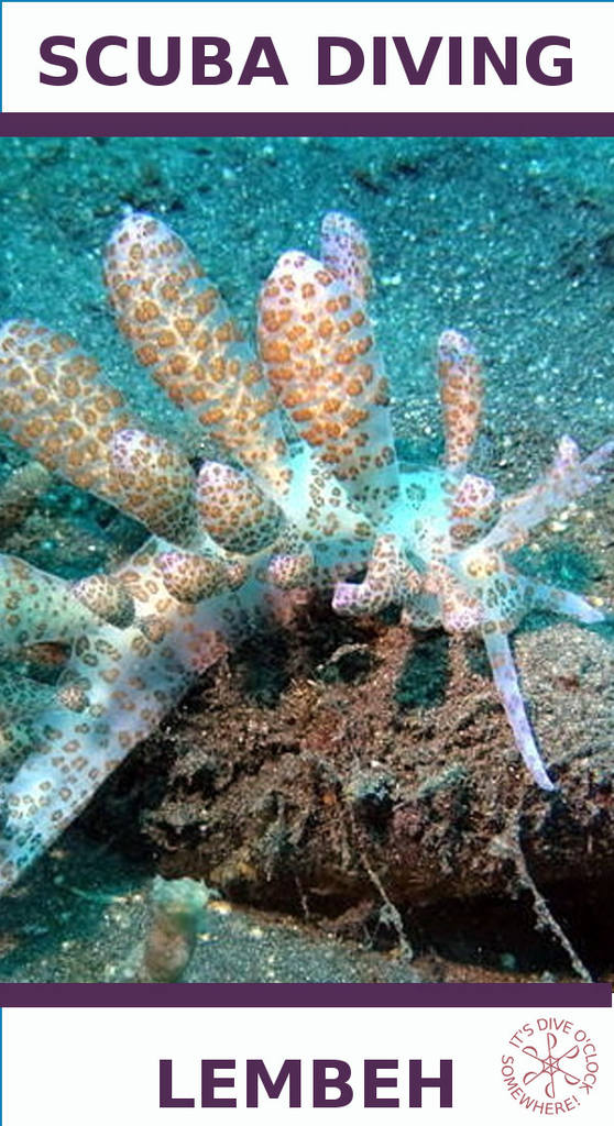 Lembeh - The Best Muck Diving in The World (Sulawesi, Indonesia)