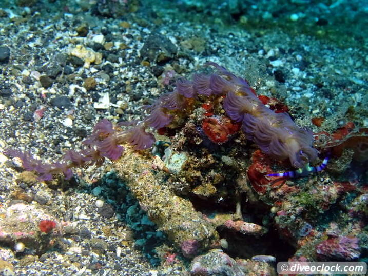 Lembeh The Best Muck Diving in The World Sulawesi Indonesia  Indonesia Lembeh Diveoclock 10