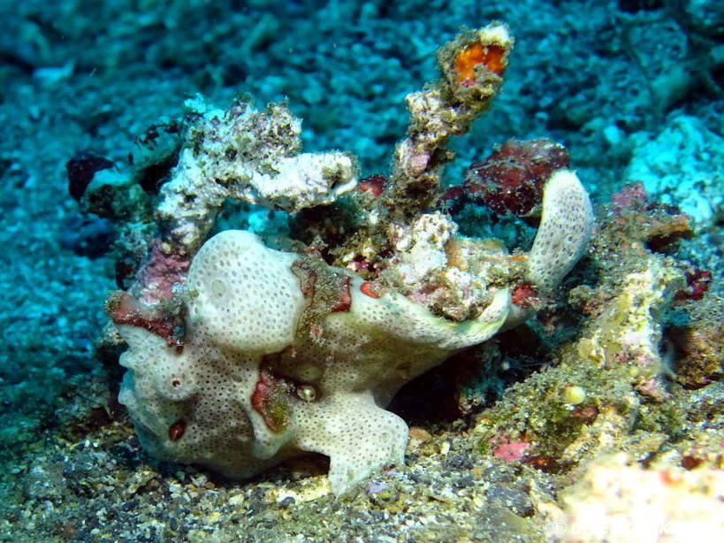 Lembeh The Best Muck Diving in The World Sulawesi Indonesia  Indonesia Lembeh Diveoclock 11