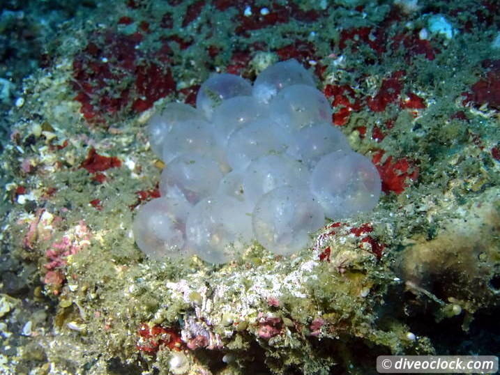 Lembeh The Best Muck Diving in The World Sulawesi Indonesia  Indonesia Lembeh Diveoclock 12