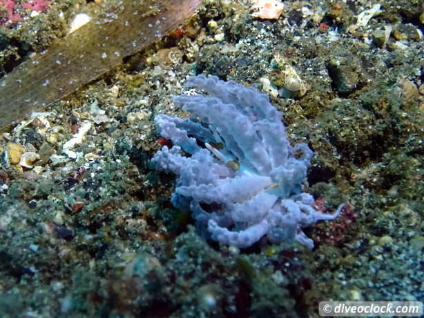 Lembeh The Best Muck Diving in The World Sulawesi Indonesia  Indonesia Lembeh Diveoclock 13