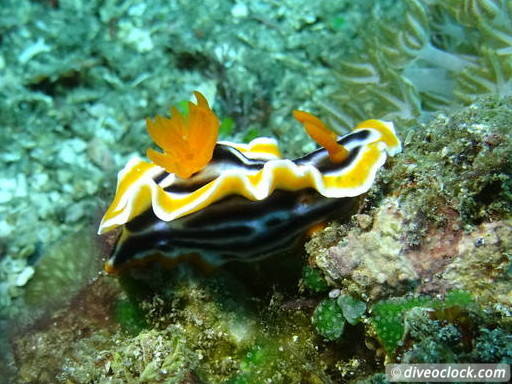 Lembeh The Best Muck Diving in The World Sulawesi Indonesia  Indonesia Lembeh Diveoclock 14