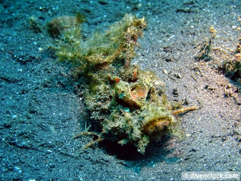 Lembeh The Best Muck Diving in The World Sulawesi Indonesia  Indonesia Lembeh Diveoclock 15