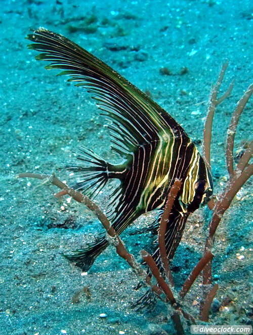 Lembeh The Best Muck Diving in The World Sulawesi Indonesia  Indonesia Lembeh Diveoclock 16