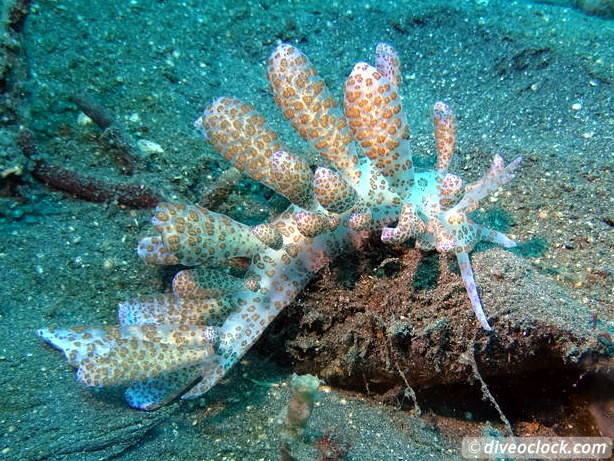 Lembeh The Best Muck Diving in The World Sulawesi Indonesia  Indonesia Lembeh Diveoclock 17