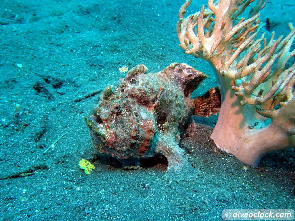 Lembeh The Best Muck Diving in The World Sulawesi Indonesia  Indonesia Lembeh Diveoclock 18