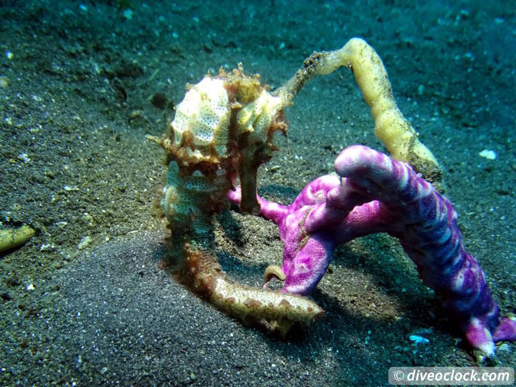 Lembeh The Best Muck Diving in The World Sulawesi Indonesia  Indonesia Lembeh Diveoclock 19