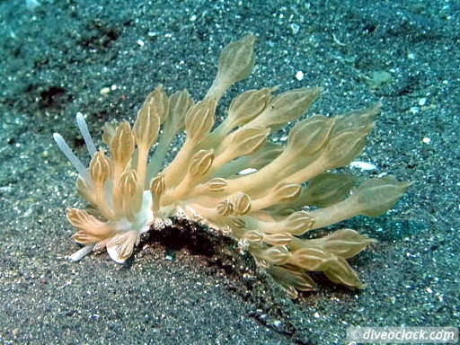 Lembeh The Best Muck Diving in The World Sulawesi Indonesia  Indonesia Lembeh Diveoclock 20