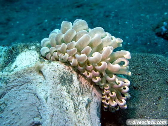 Lembeh The Best Muck Diving in The World Sulawesi Indonesia  Indonesia Lembeh Diveoclock 21