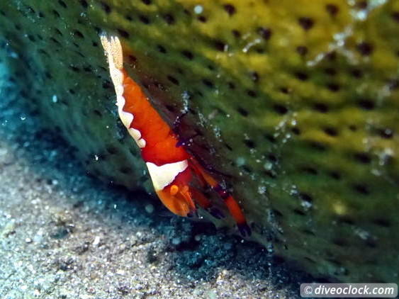 Lembeh The Best Muck Diving in The World Sulawesi Indonesia  Indonesia Lembeh Diveoclock 22