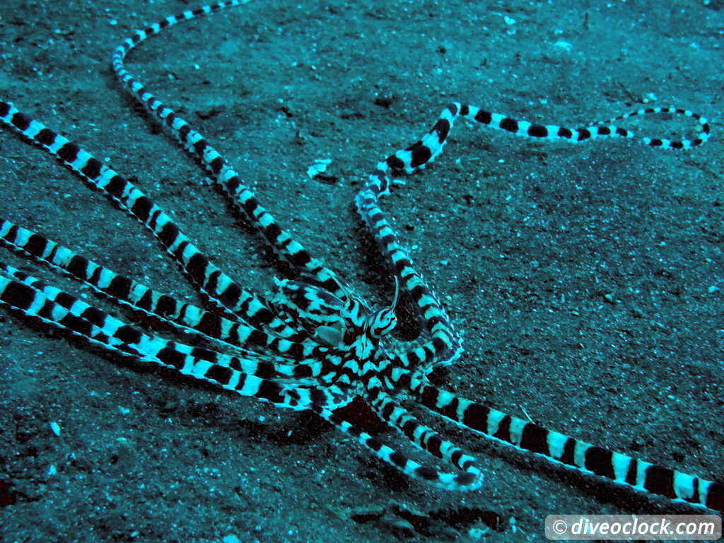 Lembeh The Best Muck Diving in The World Sulawesi Indonesia  Indonesia Lembeh Diveoclock 23
