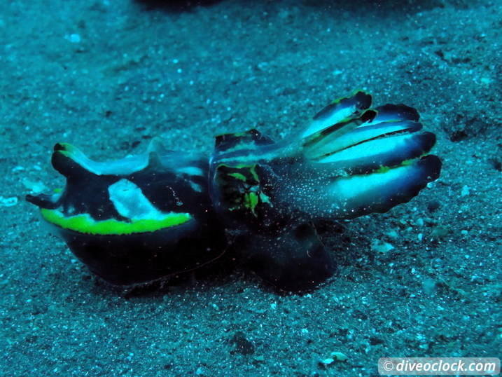 Lembeh The Best Muck Diving in The World Sulawesi Indonesia  Indonesia Lembeh Diveoclock 24